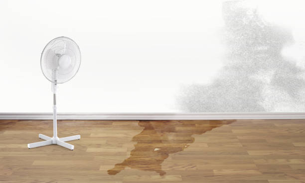 Best Professional water damage repair  in Folsom, PA